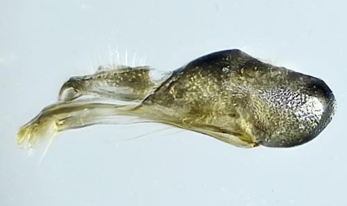 Medetera truncorum